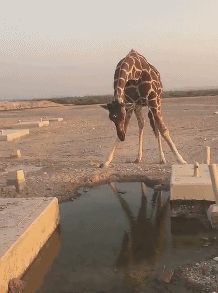 长颈鹿怎么喝水的？！